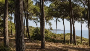Umbrella-pine woodland at El Chaparral on Mijas Costa looking out to the Calaburras lighthouse on the headland at El Faro