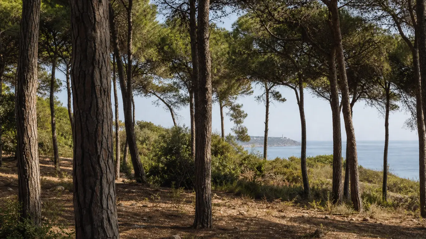 Umbrella-pine woodland at El Chaparral on Mijas Costa looking out to the Calaburras lighthouse on the headland at El Faro